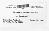 Hypoxylon rubiginosum image